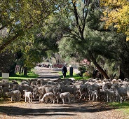 Karoo Farm Stay